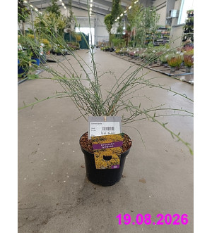 Genista lydia C 2,5 L